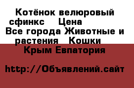 Котёнок велюровый сфинкс. › Цена ­ 15 000 - Все города Животные и растения » Кошки   . Крым,Евпатория